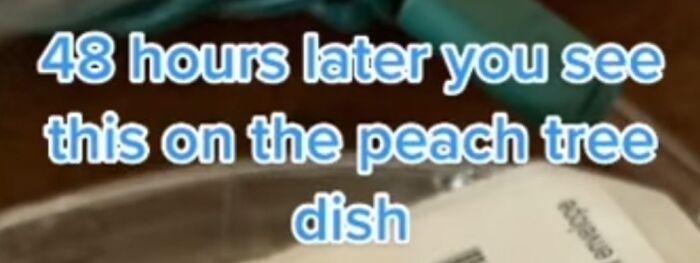 Screenshot from TikTok showing a caption about a peach tree dish, part of smart TikTok screenshots collection.