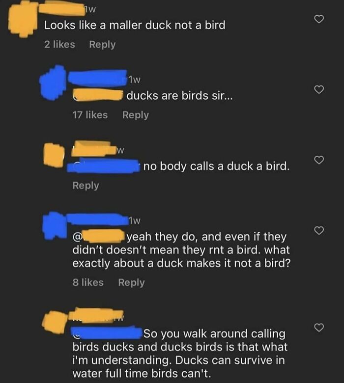 Screenshot of a TikTok comment debate about whether ducks are birds, from 89 Screenshots from TikTok to feel smart.