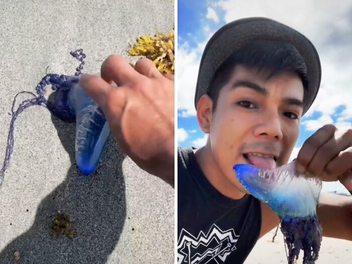 Hand touching a blue jellyfish on sand and a man on beach holding the jellyfish near his mouth in TikTok screenshots.