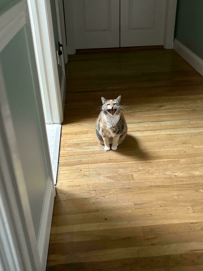 Cat sitting on a wooden floor indoors with mouth open as if meowing, showing expressive cat behavior.
