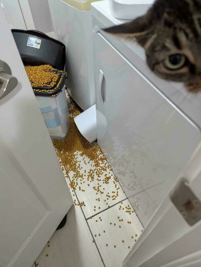 Roommate disaster with pet food spilled all over the laundry room floor, showing what awful roommates people have to deal with.