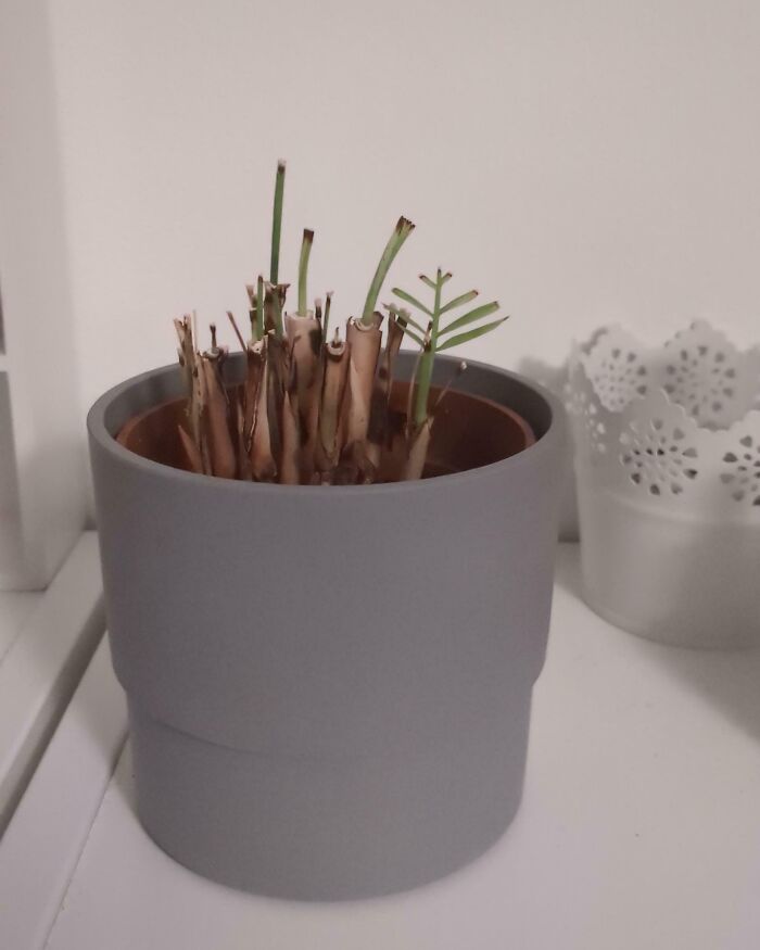 Dying plant in gray pot with few green shoots, illustrating awful roommates neglect and lack of care.