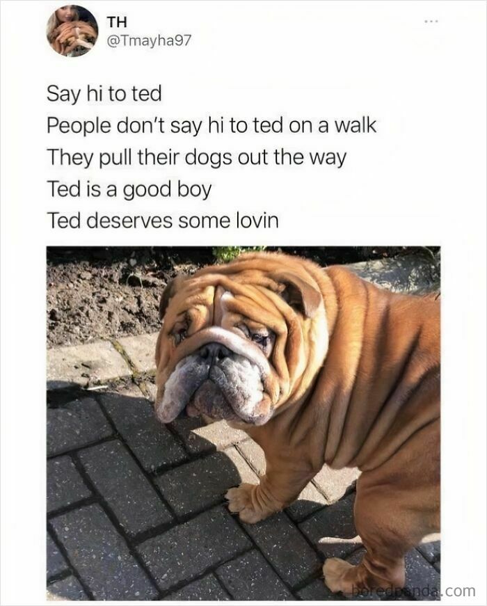Funny British joke meme featuring a wrinkled bulldog named Ted with a playful caption about dogs on walks