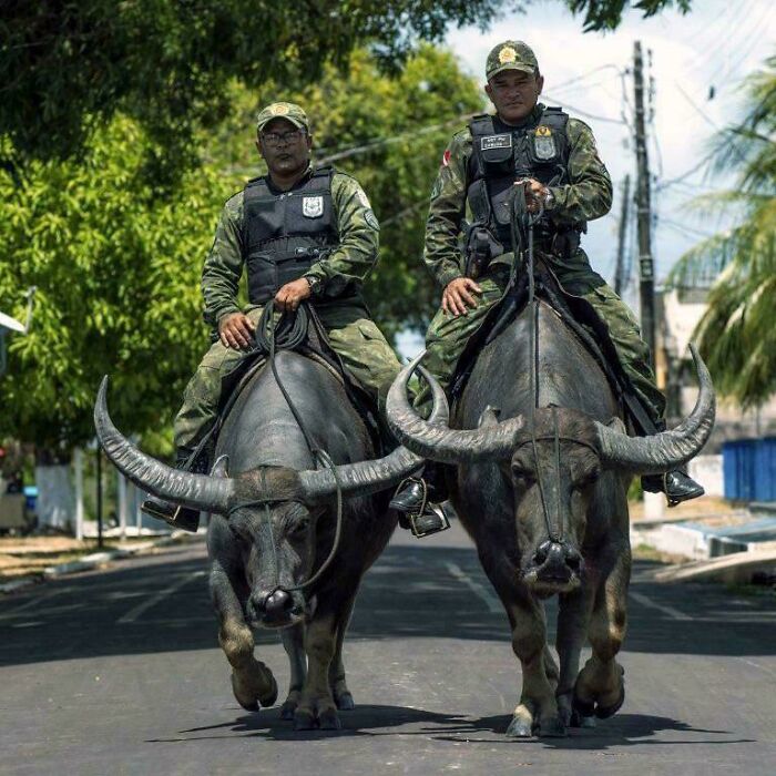 Two uniformed officers riding large water buffalo on a street, illustrating jobs that should pay more based on unsettling photos.
