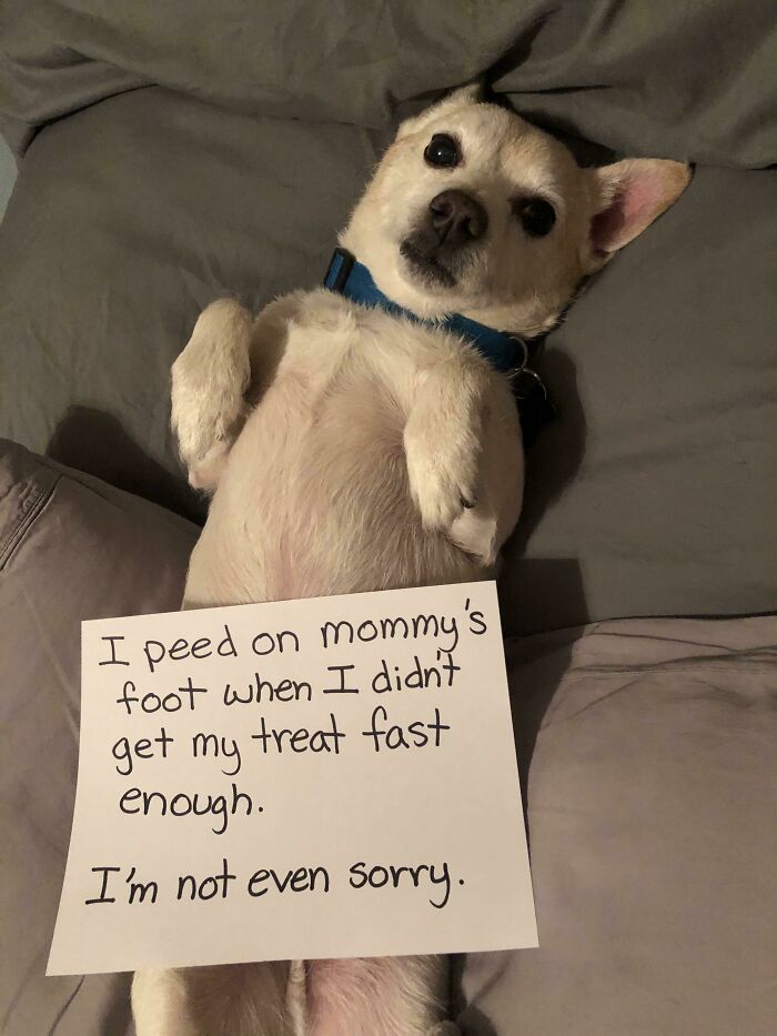 Small dog lying on its back with a pet shame sign about peeing, showcasing funny pet owner shaming online.