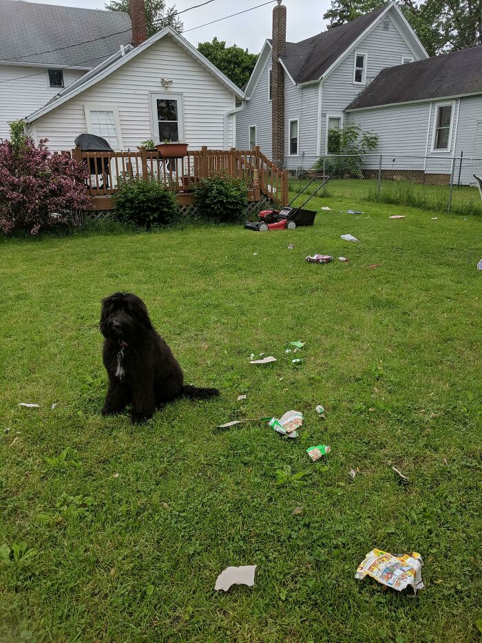 Black dog sitting in backyard with scattered torn paper trash, showing pet owners shaming their pets online for mischief.