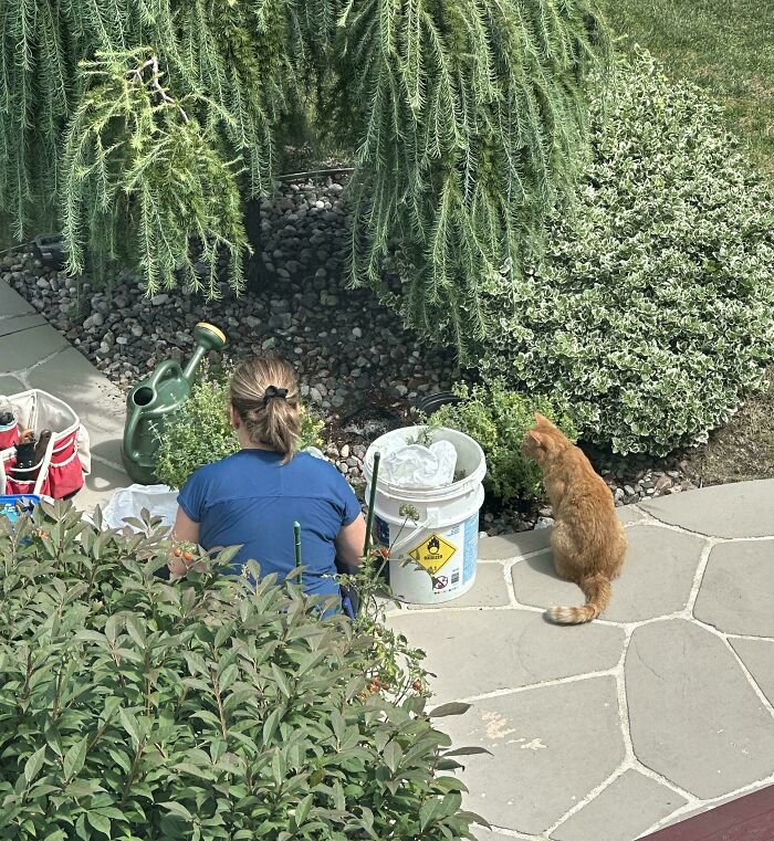 Mom gardening outdoors surrounded by plants and a cat, showcasing wholesome moments of happiness and care.