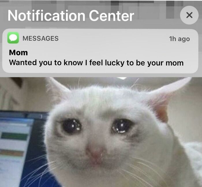 Text message from mom expressing love over a close-up of a crying cat, capturing wholesome mom happiness.