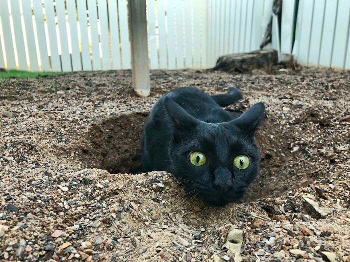 Black cat with wide eyes lies partly buried in dirt, one of the pets who tried hiding from owners but failed.