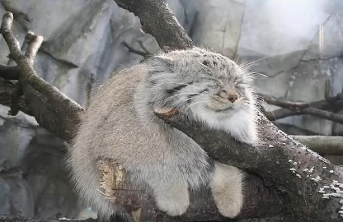 Pallas's cat resting on a tree branch, showcasing an adorable animal moment shared in a popular Facebook group.