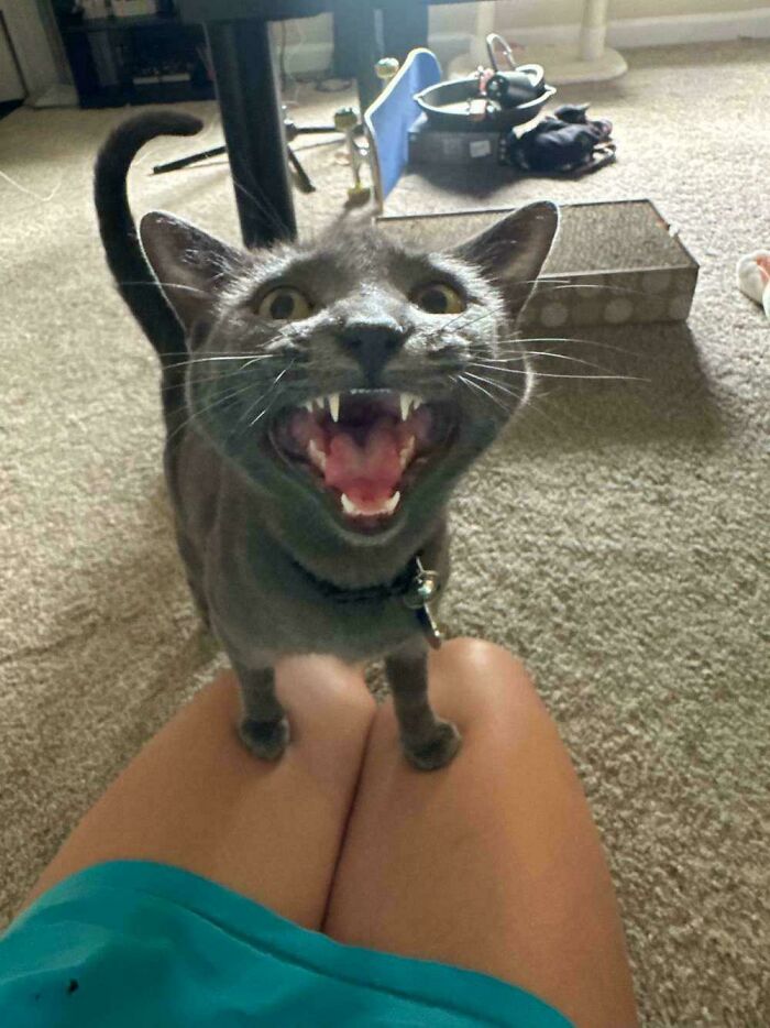 Gray cat standing on a person's knees with mouth wide open, showing teeth, in a living room setting, born to scream cat.