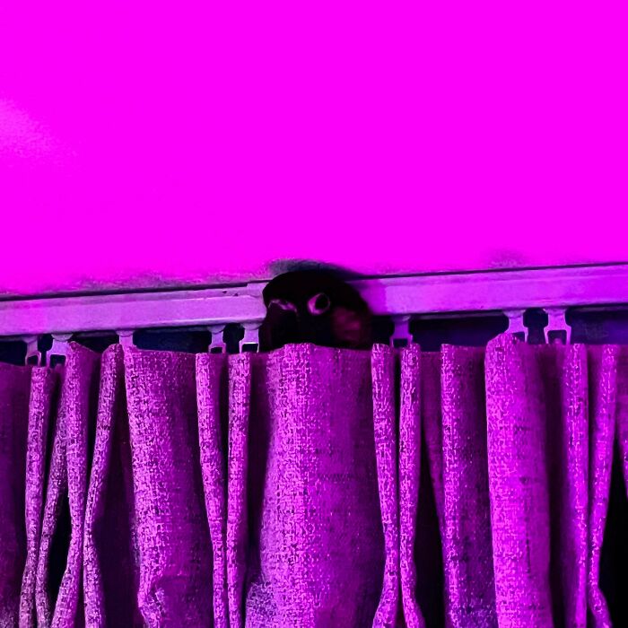 Pet hiding poorly behind purple curtains with only eyes visible in a dimly lit room, showing a bad pet hiding attempt.
