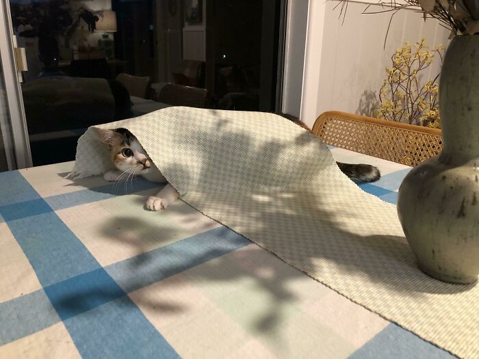 Cat partially hidden under a table runner on a checkered table, attempting to hide but clearly visible to owner.