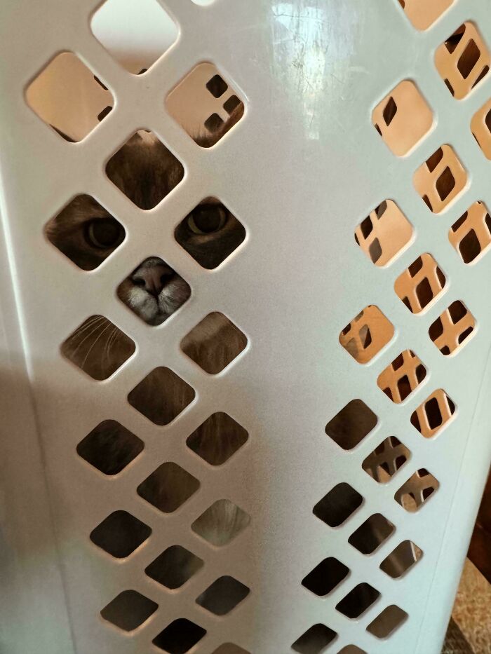 Cat peeking through holes of a white laundry basket, one of the pets who tried hiding but did a ridiculously bad job.