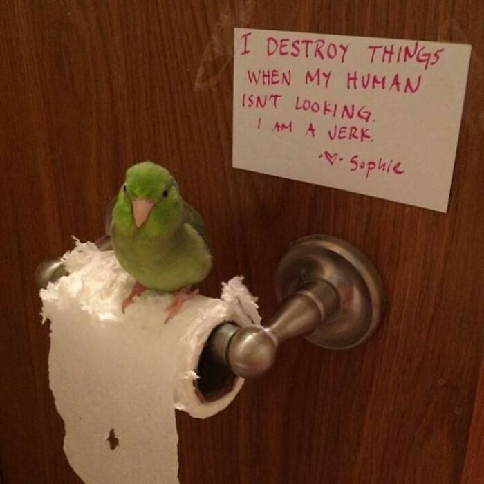 Green pet bird sitting on shredded toilet paper with a note shaming the pet for destroying things when unsupervised.