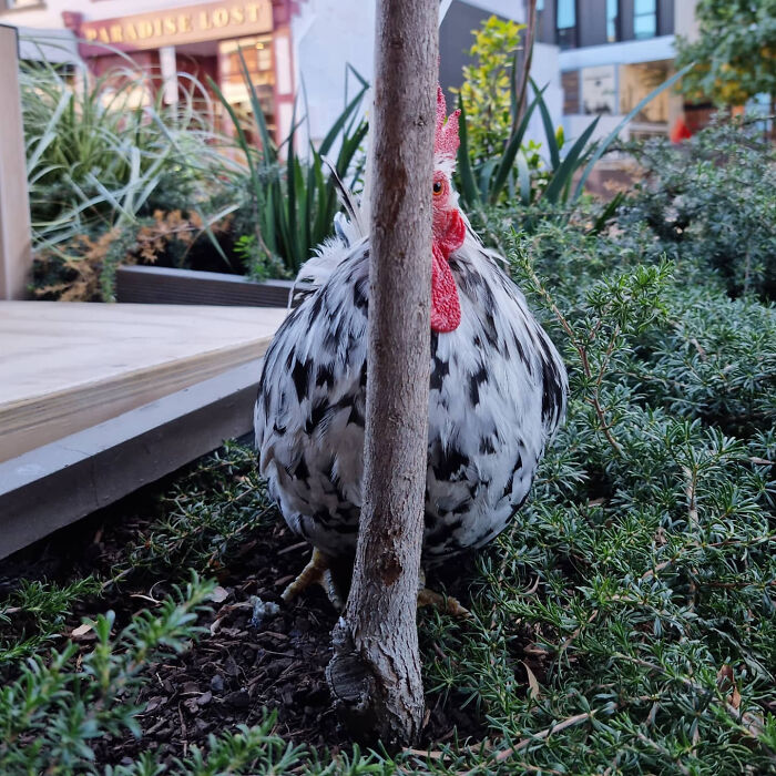 Chicken trying to hide behind a small tree in a garden, one eye peeking out in a bad hiding attempt.