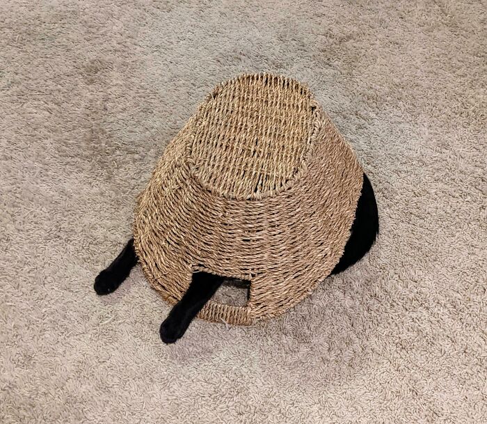 Black pet tries hiding under woven basket but is clearly visible with legs and tail sticking out on carpet.