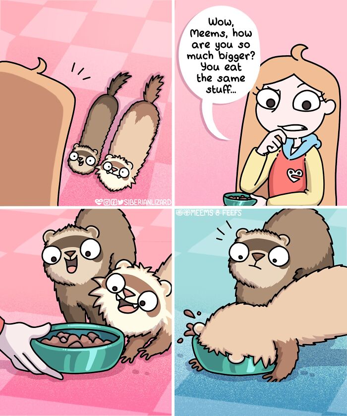 Comic strip showing two ferrets and a cat interacting with food, highlighting life with two ferrets and a cat at home.
