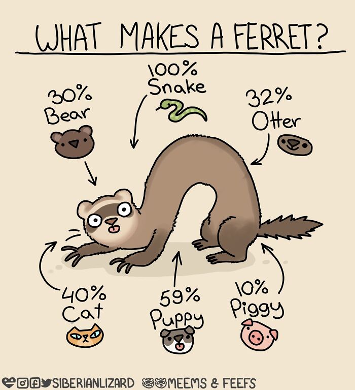 Illustration showing what makes a ferret with percentages of bear, snake, otter, cat, puppy, and piggy traits.