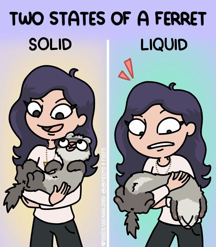 Cartoon showing two states of a ferret, solid and liquid, illustrating life with two ferrets and a cat.