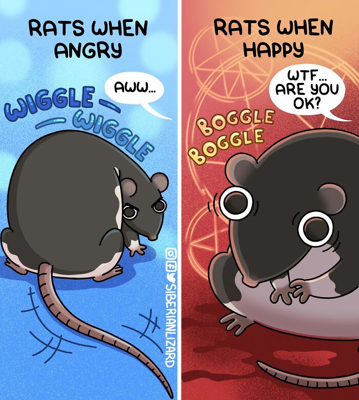 Cartoon rat displays behaviors on blue and red backgrounds, illustrating quirky ferret and cat living moments for the artist.