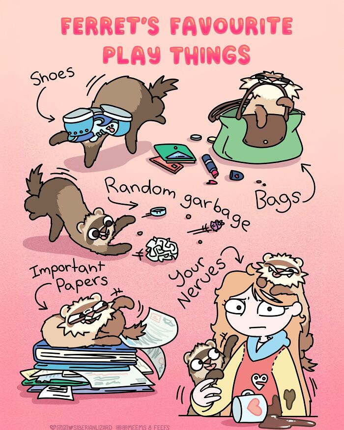Cartoon illustration showing ferrets playing with shoes, bags, important papers, and annoying owner's nerves, living with ferrets and a cat.