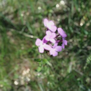 patriciabulleigh avatar