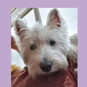 ollie_shilling avatar