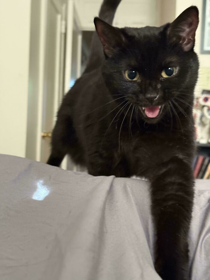 Black cat mid-meow with paw extended, walking on a bed in a home setting, showing expressive cat meows.
