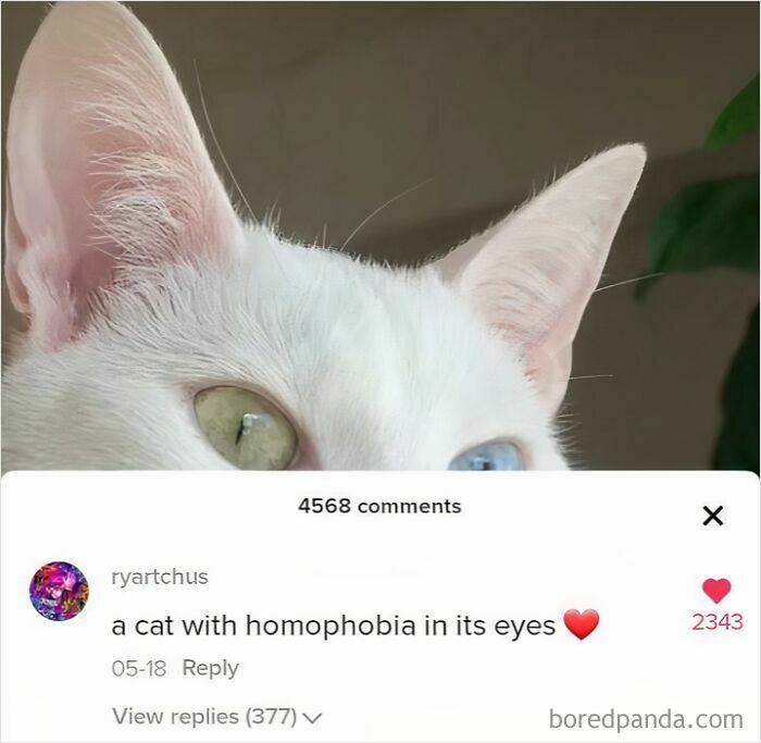 Close-up of a cat with heterochromia featured in a popular TikTok screenshot with engaging viewer comments.