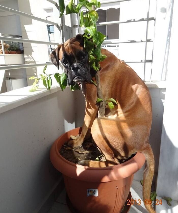 Boxer dog awkwardly trying to hide in a plant pot on a balcony among leaves and branches in bright sunlight.