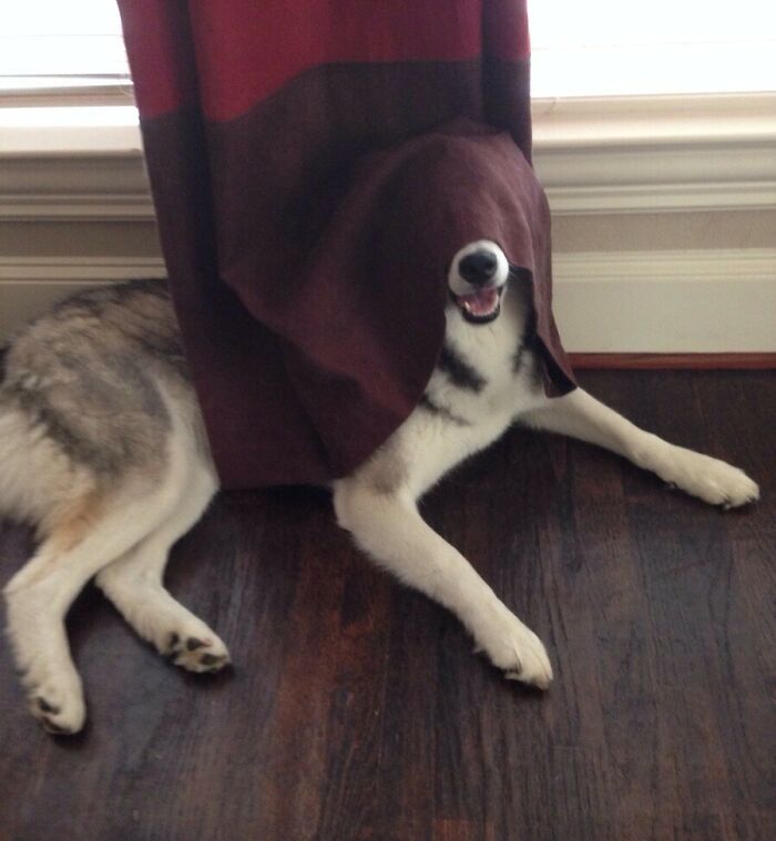 Dog attempting to hide under a curtain but clearly visible on a wooden floor in a home setting.