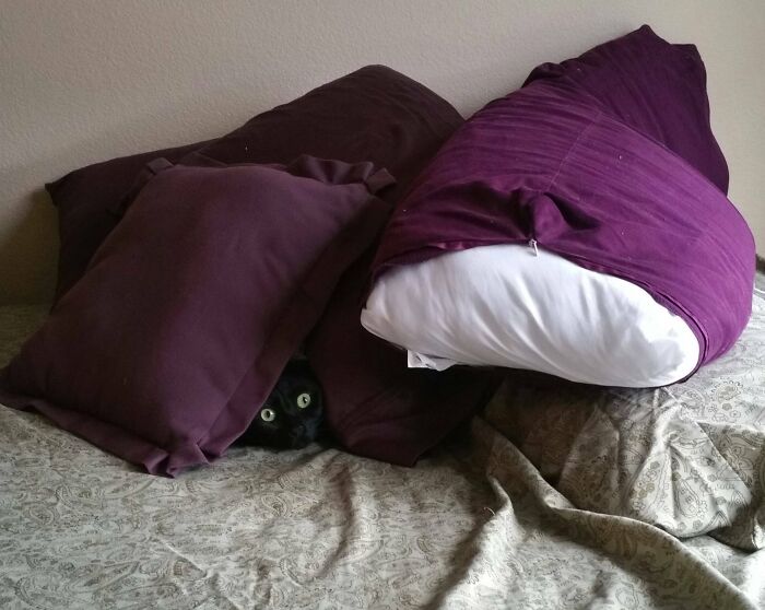 Black cat hiding poorly under brown and purple pillows on a bed, one of the pets who tried hiding from their owners.