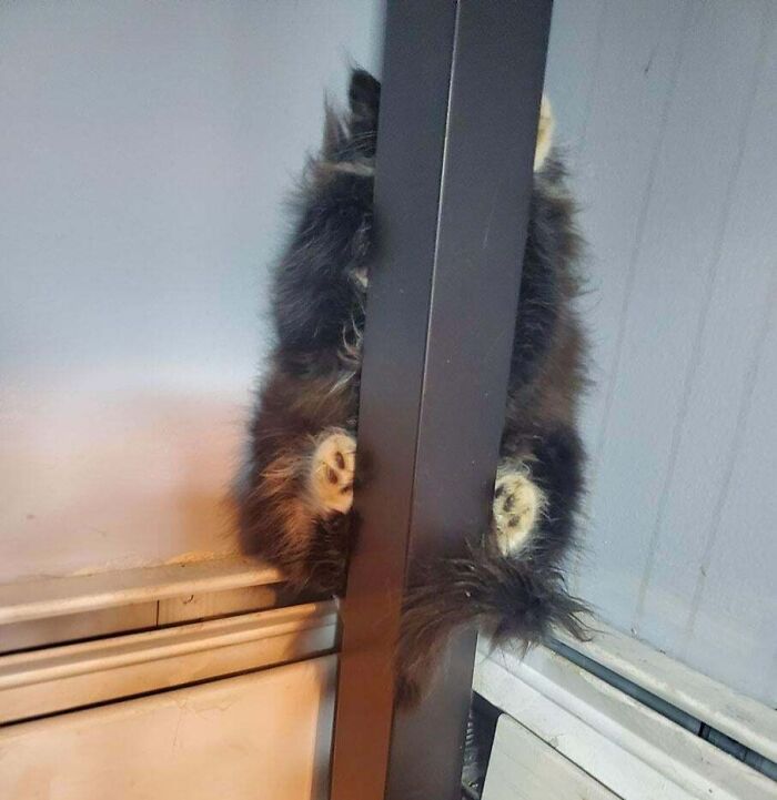 Fluffy pet trying hiding behind a black metal beam but clearly visible with paws and tail sticking out indoors.