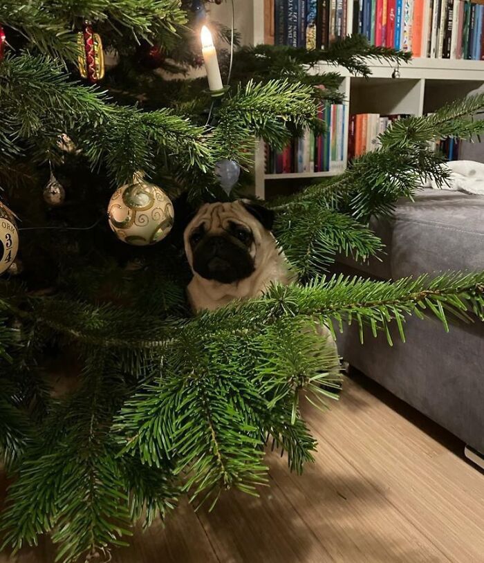 Pug attempting to hide behind Christmas tree branches but clearly visible on wooden floor near sofa and bookshelf.