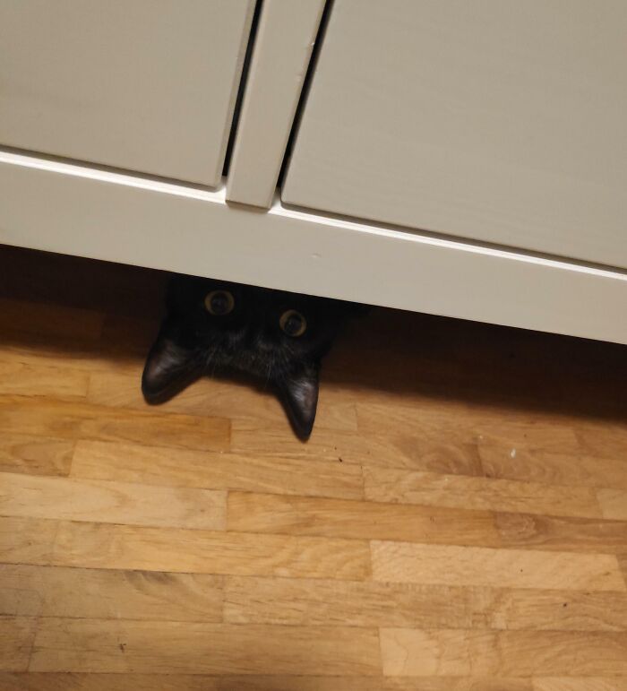 Black cat peeking from under a cabinet, one of the pets who tried hiding but did a ridiculously bad job.