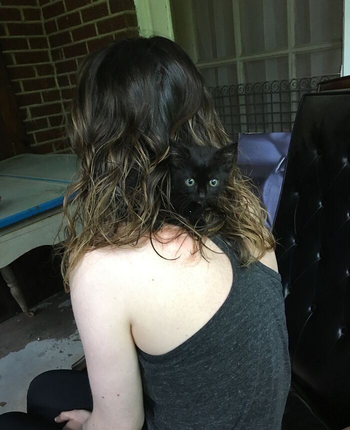 Black kitten hiding on owner’s shoulder but clearly visible, one of the pets who tried hiding from their owners.