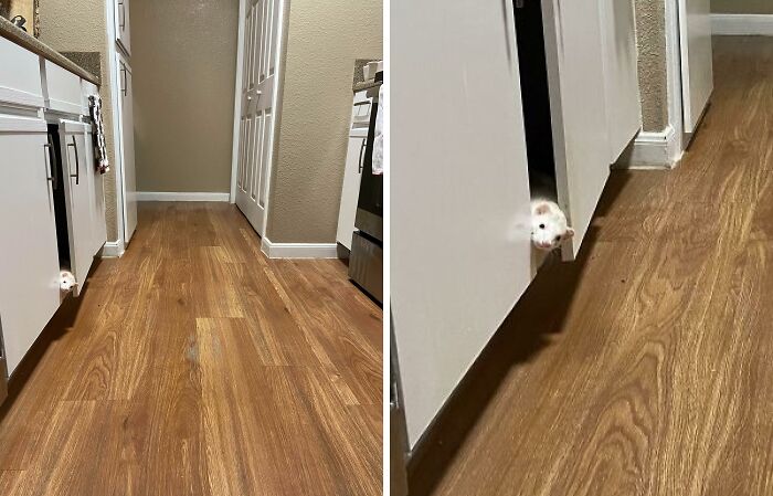 Small white pet peeking from kitchen cabinet door, attempting hiding but visibly spotted on wooden floor background.