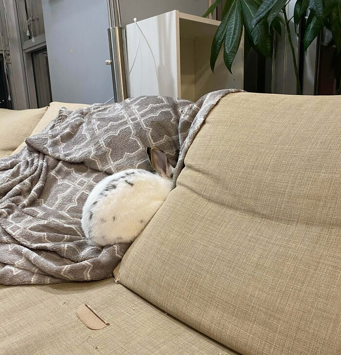 White and black spotted pet rabbit hiding partially behind a couch cushion on a beige sofa with a patterned blanket nearby.