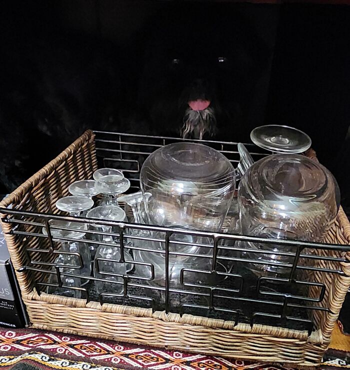 Black dog awkwardly hiding behind a basket of glassware, failing at hiding from its owner.