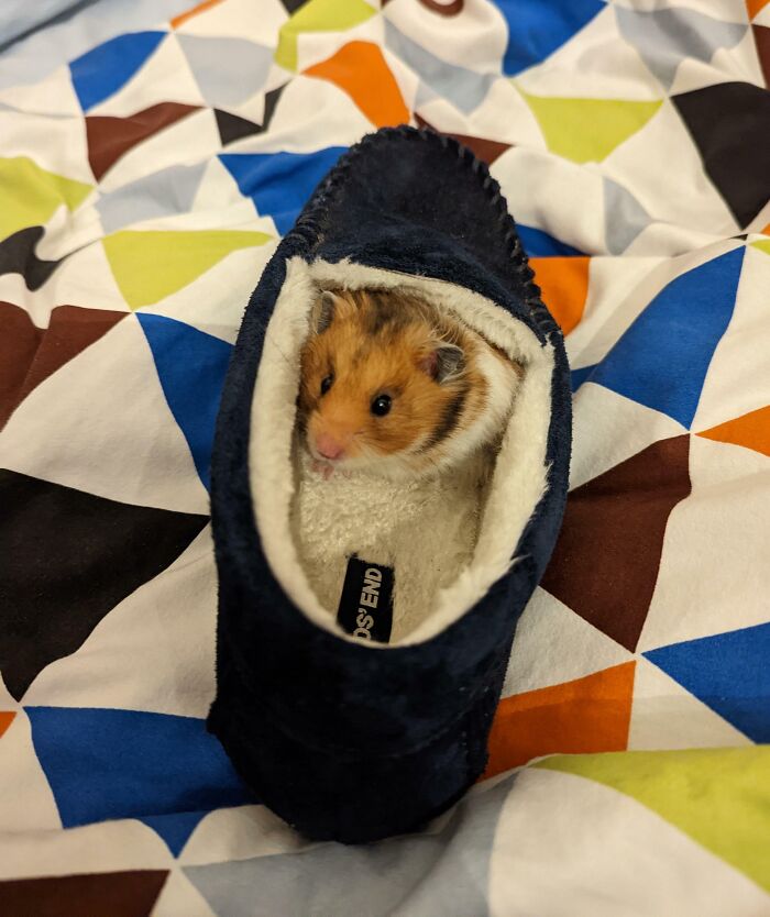 Hamster trying to hide inside a slipper on a colorful geometric patterned blanket, a funny pets hiding moment.