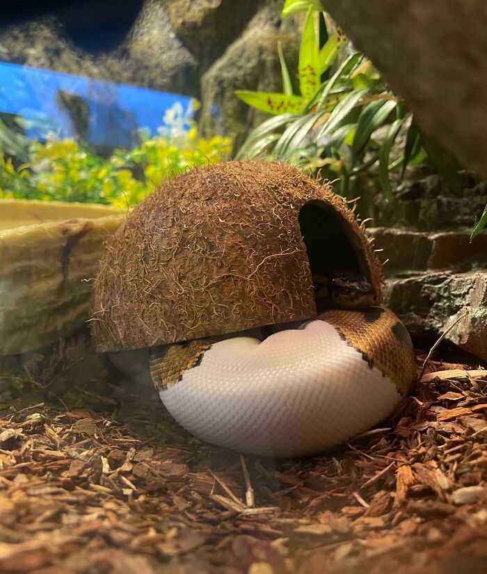 Ball python pet partially hidden inside a small coconut shell hiding spot in a naturalistic terrarium setup.