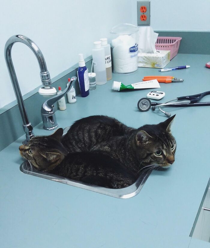 Two cats attempting hiding in a small sink at a vet clinic, illustrating pets who tried hiding but did a ridiculously bad job.