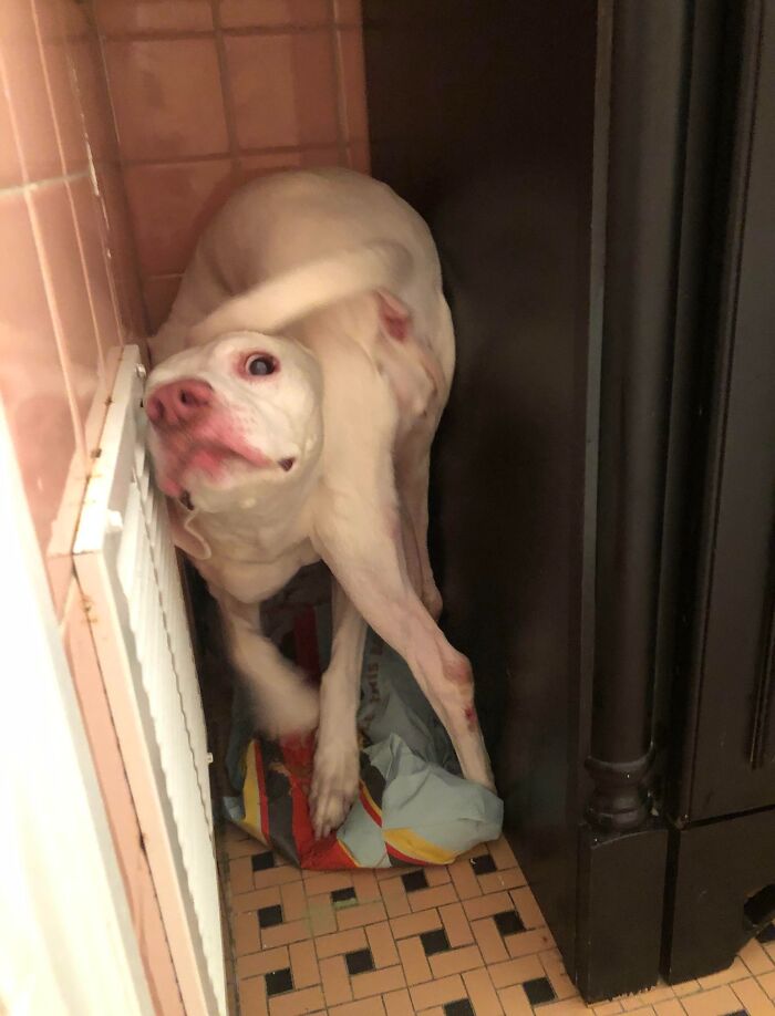 White dog awkwardly trying to hide in a narrow space between furniture and wall with a tiled floor nearby, pets hiding fail.