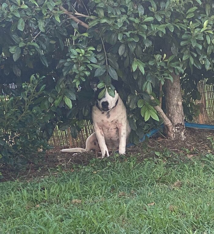 Dog attempting to hide under a bush but clearly visible, one of the pets who tried hiding from their owners.
