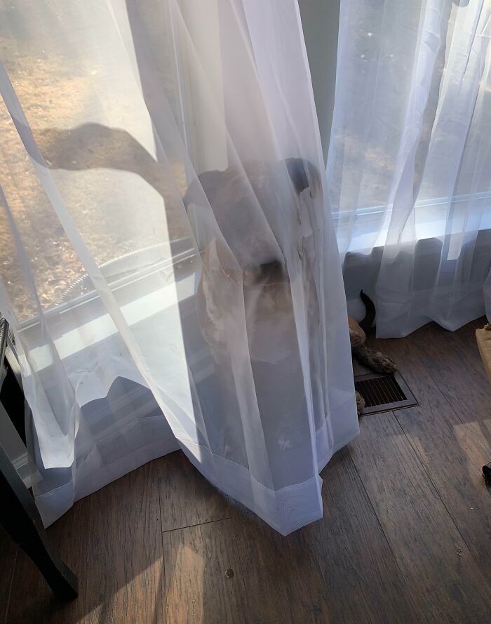 Dog poorly hiding behind sheer curtain near window, blending with sunlight and floor, funny pet hiding fail moment.