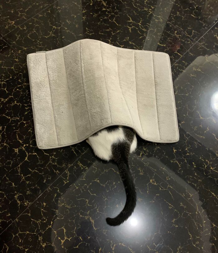 Black and white cat hiding poorly under a small gray mat on a shiny black and gold-patterned floor, showing funny pet hiding fail.