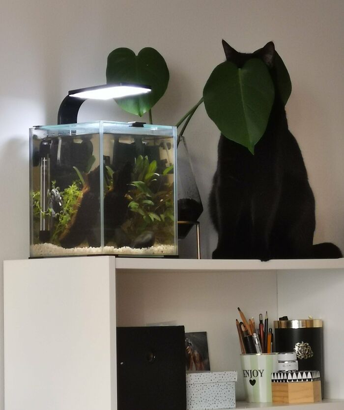 Black cat tries hiding behind a large plant leaf on a shelf next to a fish tank in a playful pet hiding fail moment.