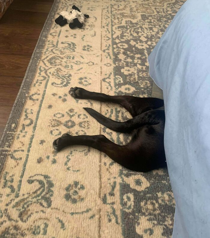 Dog hiding under bed with legs sticking out on patterned rug, one of the pets who tried hiding but did a ridiculously bad job