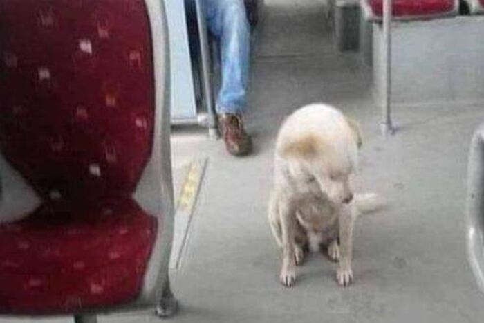 A dog riding a bus in Turkey to escape heavy rain, showing heartwarming kindness in everyday moments.